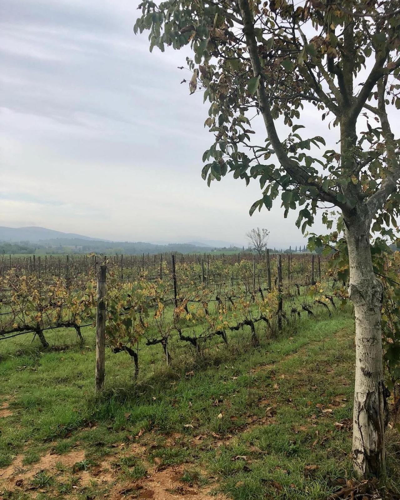 Agriturismo La Segolina กอลเลวัลเดลซา ภายนอก รูปภาพ