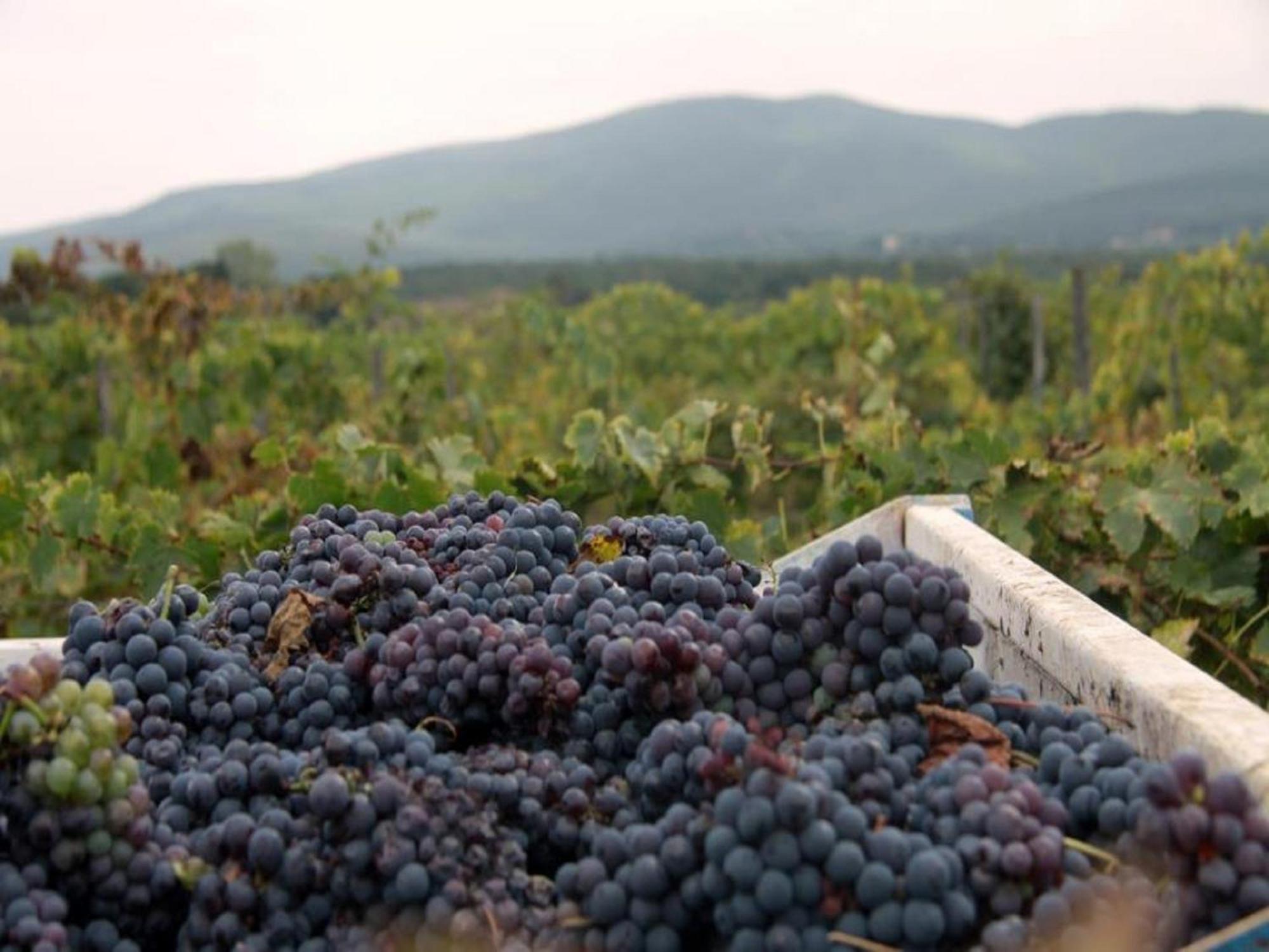 Agriturismo La Segolina กอลเลวัลเดลซา ภายนอก รูปภาพ