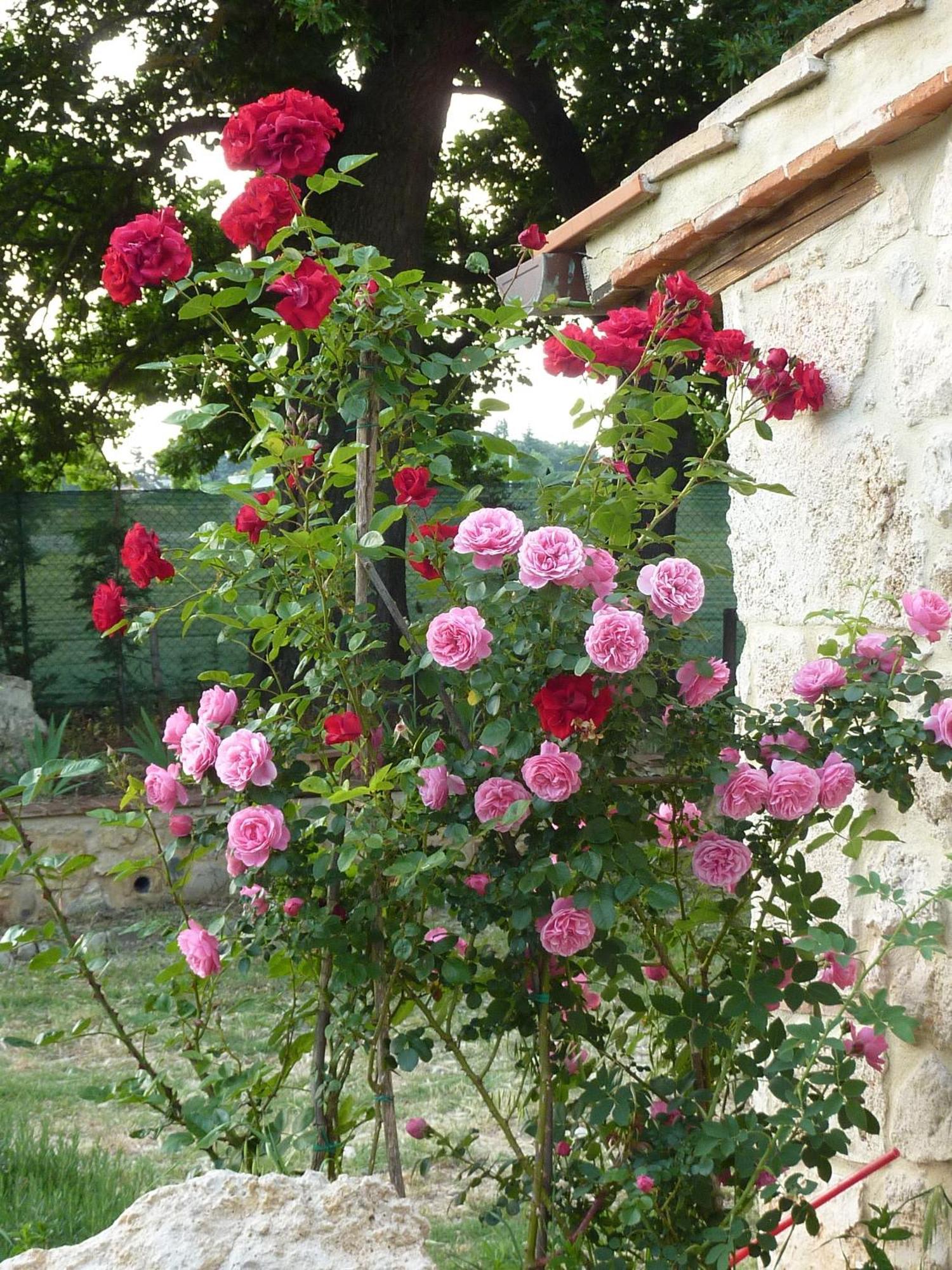 Agriturismo La Segolina กอลเลวัลเดลซา ภายนอก รูปภาพ