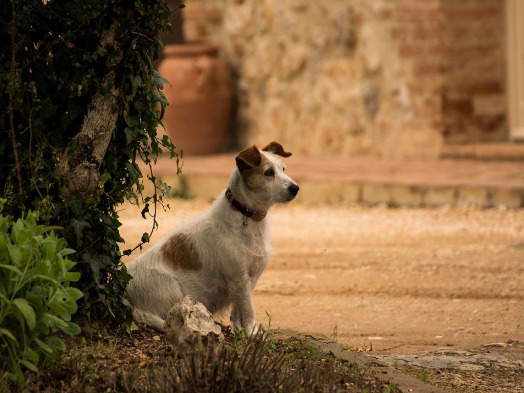 Agriturismo La Segolina กอลเลวัลเดลซา ภายนอก รูปภาพ