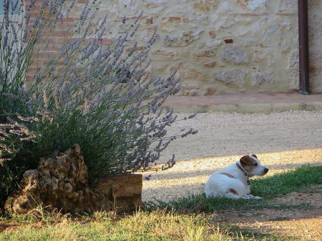 Agriturismo La Segolina กอลเลวัลเดลซา ภายนอก รูปภาพ